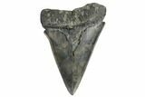 Fossil Broad-Toothed Mako Tooth - South Carolina #172055-1